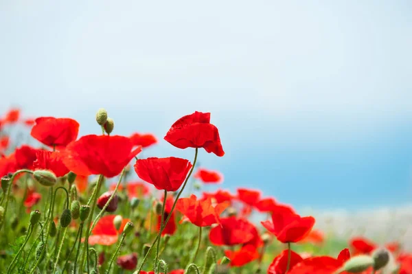 Червоні Макові Квіти Проти Неба Невелика Глибина Різкості — стокове фото