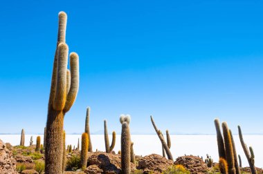 Büyük kaktüs Incahuasi Adası, Salar de Uyuni tuz düz, Altiplano, Bolivya.