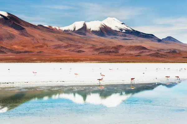 Pink Flamingos Celeste Lagoon Volcano View Plateau Altiplano Bolivia — Stock Photo, Image