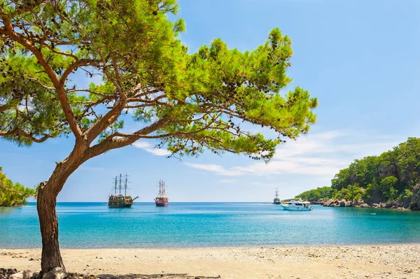 Praia Bonita Com Água Azul Turquesa Pinheiros Paradise Bay Perto — Fotografia de Stock