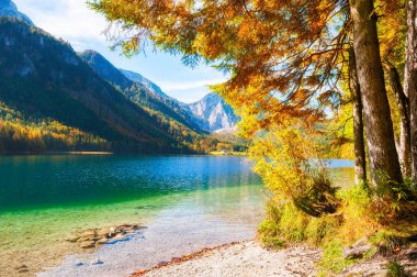 Renkli sonbahar ağaçlar Vorderer Langbathsee kıyı Gölü Alp Dağları, Avusturya.