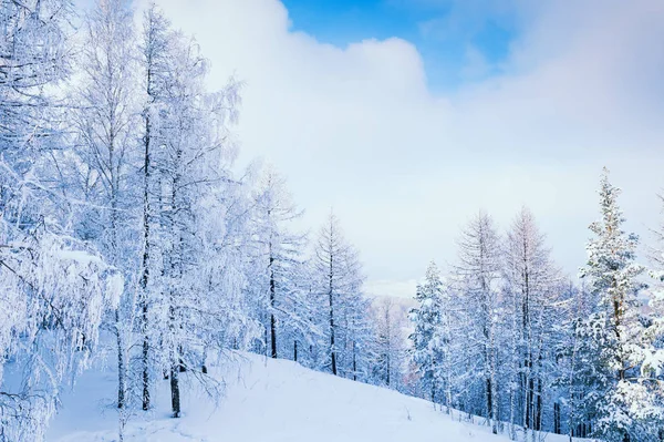 Zasněžené Stromy Zimním Lese Krásná Zimní Krajina — Stock fotografie