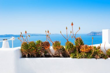 Santorini Island, Yunanistan beyaz mimarisinde. Deniz manzaralı terasta çiçekler