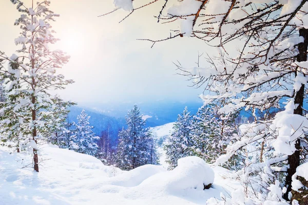 Schneebedeckte Bäume Winterwald Bei Sonnenuntergang Schöne Winterlandschaft — Stockfoto