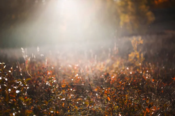 Bir Ormandaki Sarı Sonbahar Bitkiler Sığ Derinlik Tarla Sonbahar Arka — Stok fotoğraf