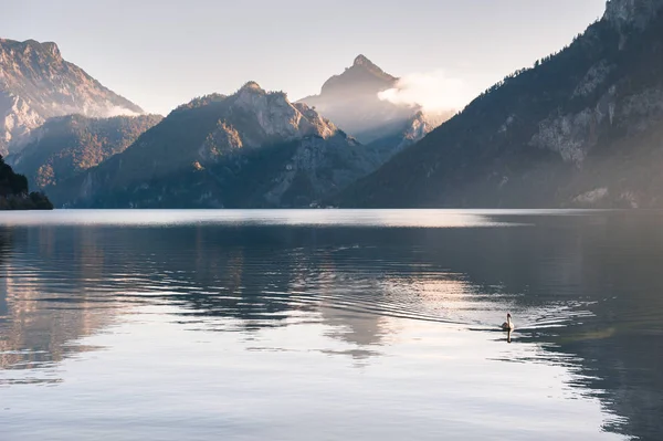 Witte Zwaan Drijvend Het Meer Traunsee Bij Zonsopgang Oostenrijkse Alpen — Stockfoto