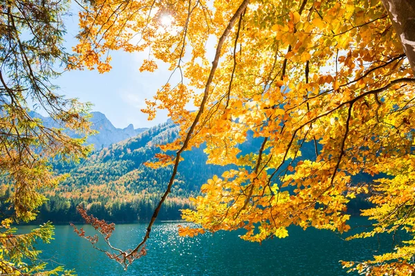 Осенние Деревья Красно Желтыми Листьями Берегу Озера Австрийских Альпах — стоковое фото