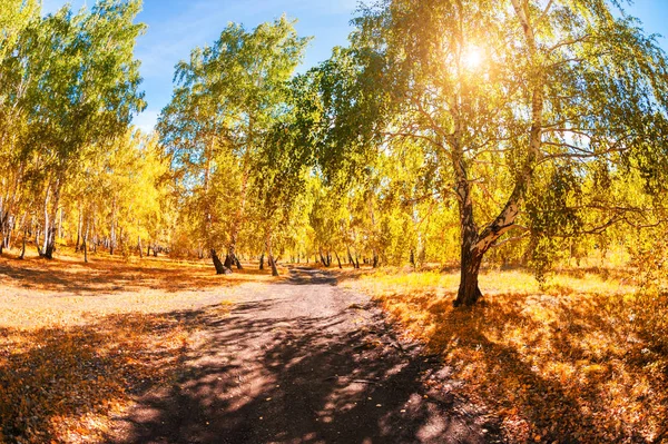 Road Autumn Forest Beautiful Autumn Landscape Sunny Day — Stock Photo, Image