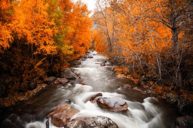 Nehir ve sarı ağaçlarda sonbahar orman, Altay Cumhuriyeti, Sibirya, Rusya Federasyonu. Uzun pozlama ateş