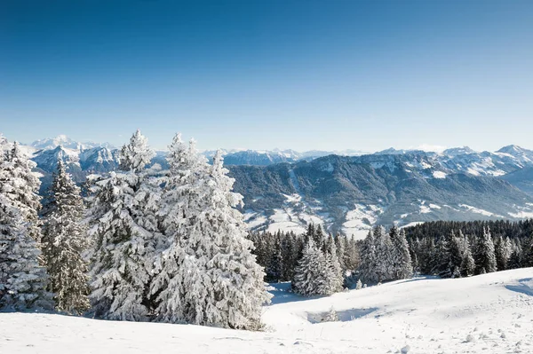 Snötyngda Träd Berg Mont Blanc Ridge Bakgrunden Vackert Vinterlandskap — Stockfoto