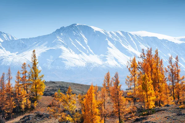Snow Covered Mountains Autumn Forest Altai Republic Siberia Russia — Stock Photo, Image