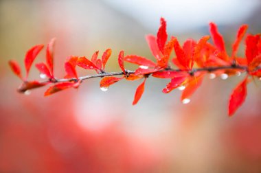 Sonra yağmur ormanında kırmızı sonbahar yaprakları. Görüntüyü, sığ derinlik-in tarla