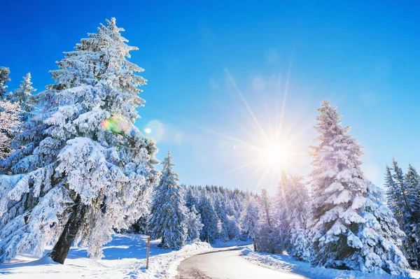 Vinterväg Med Snötyngda Träd Solig Dag Vackert Vinterlandskap Lens Flare — Stockfoto