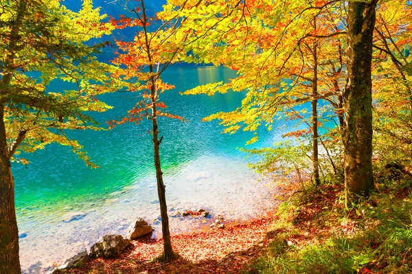Autumn Drzewa Czerwono Żółte Liście Brzegu Jeziora Regionie Alpy Austriackie — Zdjęcie stockowe