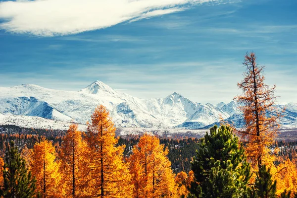 Χιονισμένα Βουνά Του Chuya Βόρεια Κορυφογραμμή Και Φθινόπωρο Δάσος Russi — Φωτογραφία Αρχείου