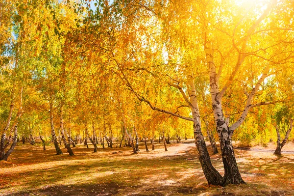 Autumn Forest Sunny Day Beautiful Autumn Landscape — Stock Photo, Image