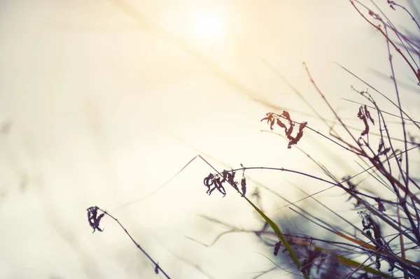 Gramíneas Selvagens Num Campo Pôr Sol Profundidade Campo Rasa Filtro — Fotografia de Stock