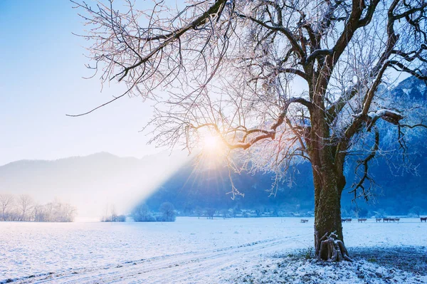 Besneeuwde Boom Winter Bergen Bij Zonsopgang Prachtige Winterlandschap Alpen Frankrijk — Stockfoto