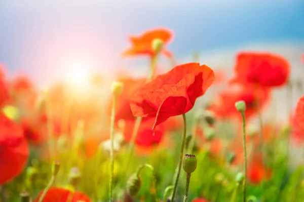 Piros Pipacs Virágok Napkeltekor Mezőben Sekély Mélység Ból Mező — Stock Fotó