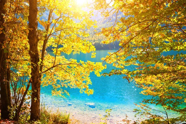 Árvores Outono Com Folhas Amarelas Margem Lago Alpes Austríacos — Fotografia de Stock