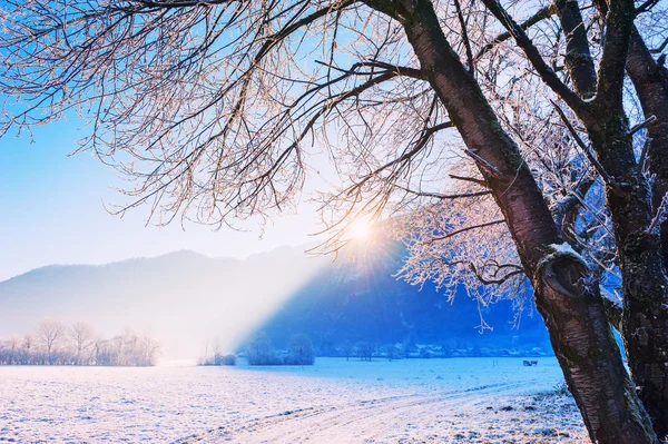 Snow Covered Tree Winter Mountains Sunrise Beautiful Winter Landscape Alps — Stock Photo, Image