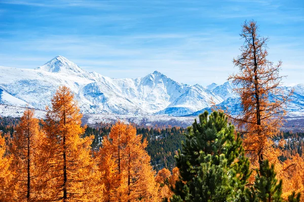 Snow Covered Mountains North Chuya Ridge Yellow Autumn Forest Altai — Stock Photo, Image