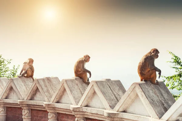 Three monkeys sitting on the wall in Swayambhunath temple in Kathmandu, Nepal