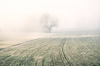 Yalnız ağaç sisli kış sabahı bir alanda. Güzel kış manzarası