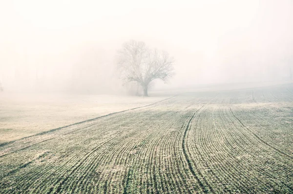 Yalnız ağaç sisli kış sabahı bir alanda. Güzel kış manzarası