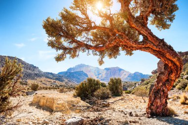 Tunupa yanardağ yakınlarında Dağı'nda büyük güzel ağaç Plato Altiplano, Bolivya