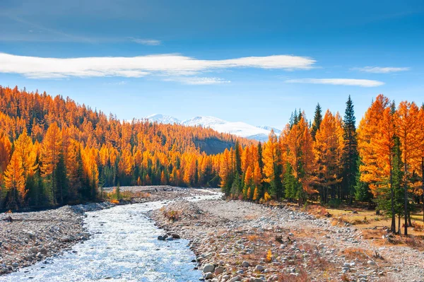 Ορεινό Ποτάμι Και Φθινόπωρο Δάσος Στη Δημοκρατία Των Αλτάι Σιβηρία — Φωτογραφία Αρχείου