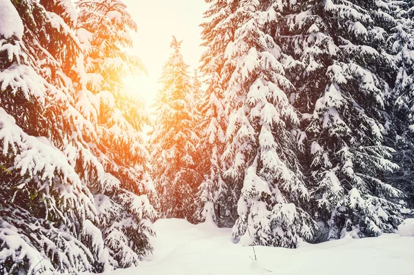 Arbres Enneigés Dans Forêt Hiver Coucher Soleil Beau Paysage Hiver — Photo