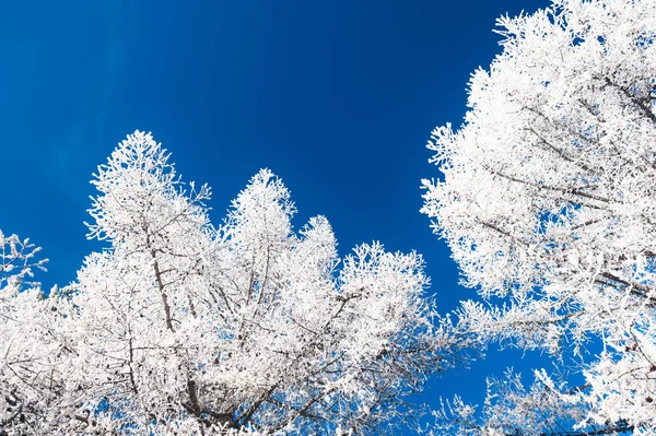 Träd Med Rimfrost Mot Den Blå Himlen Vackra Vinter Natur — Stockfoto