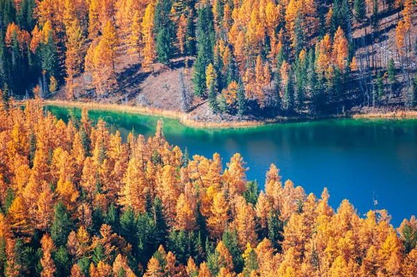 秋天森林中美丽的野生湖泊 阿尔泰共和国 西伯利亚 俄罗斯 — 图库照片