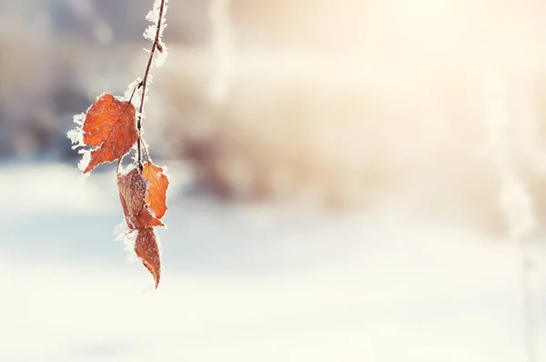 Szron Liściach Zimowym Lesie Piękne Zimowe Tło — Zdjęcie stockowe
