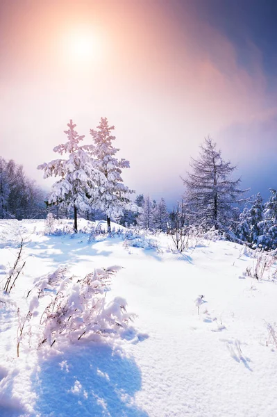 白雪覆盖的树木在冬天森林在日落时 美丽的冬天景观 — 图库照片