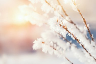 Hoarfrost kış orman ağaçlarda. Güzel kış arka plan