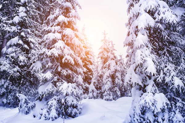 Schneebedeckte Bäume Winterwald Bei Sonnenuntergang Schöne Winterlandschaft — Stockfoto