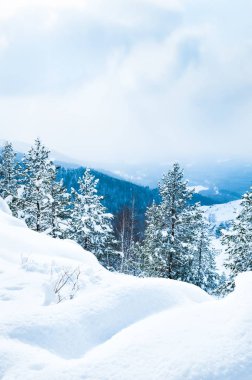 Karla kaplı ağaçlar sonra kar yağışı dağlarda. Güzel kış manzarası