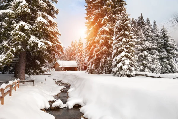 Doğal Karla Kaplı Ağaçlar Kış Orman Içinde Ahşap — Stok fotoğraf