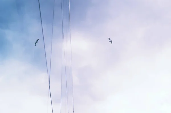 Vliegende Vogel Lucht Tot Uiting Glazen Gevel Van Het Gebouw — Stockfoto