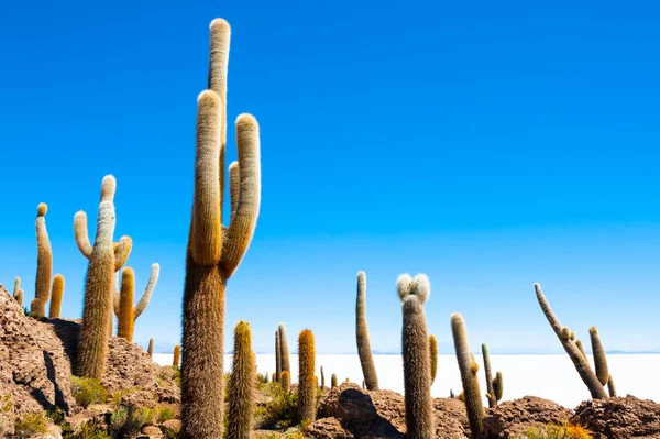 Big Cactus Στο Νησί Incahuasi Επίπεδη Σαλάρ Ντε Ουγιούνι Αλάτι — Φωτογραφία Αρχείου
