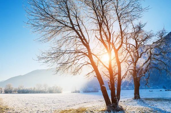 Hoarfrost on the trees at sunrise. Beautiful winter landscape in Alps mountains, France