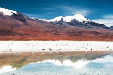 Celeste lagün Altiplano Yaylası, Bolivya volkana yakınındaki pembe flamingolar
