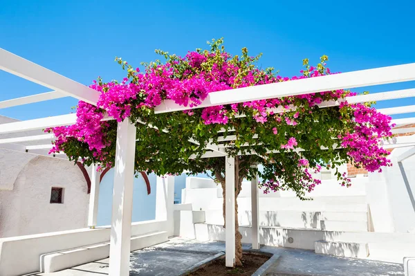 Piękne Drzewo Bougainvillea Różowe Kwiaty Wyspie Santorini Grecja — Zdjęcie stockowe