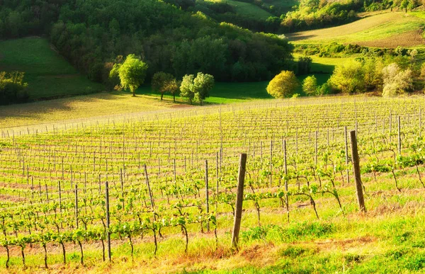 Junge Weinberge Auf Den Hügeln Der Toskana Italien Schöne Frühlingslandschaft — Stockfoto