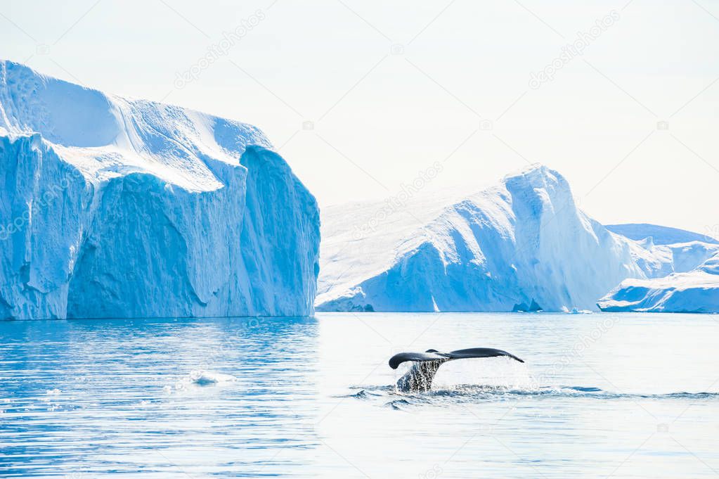 Humpback whale dives showing the tail near the icebergs in Ilulissat icefjord, Greenland