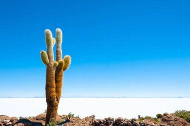 Büyük kaktüs Incahuasi Adası, Salar de Uyuni tuz düz, Altiplano, Bolivya.