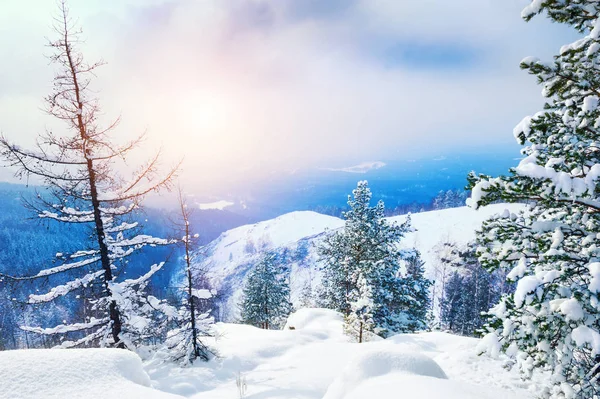 Schneebedeckte Bäume Den Bergen Bei Sonnenuntergang Schöne Winterlandschaft — Stockfoto