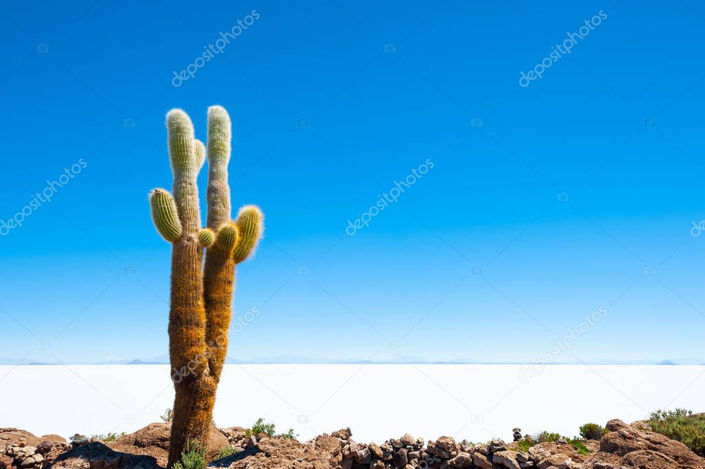 Big cactus on Incahuasi island, Salar de Uyuni salt flat, Altiplano, Bolivia.
